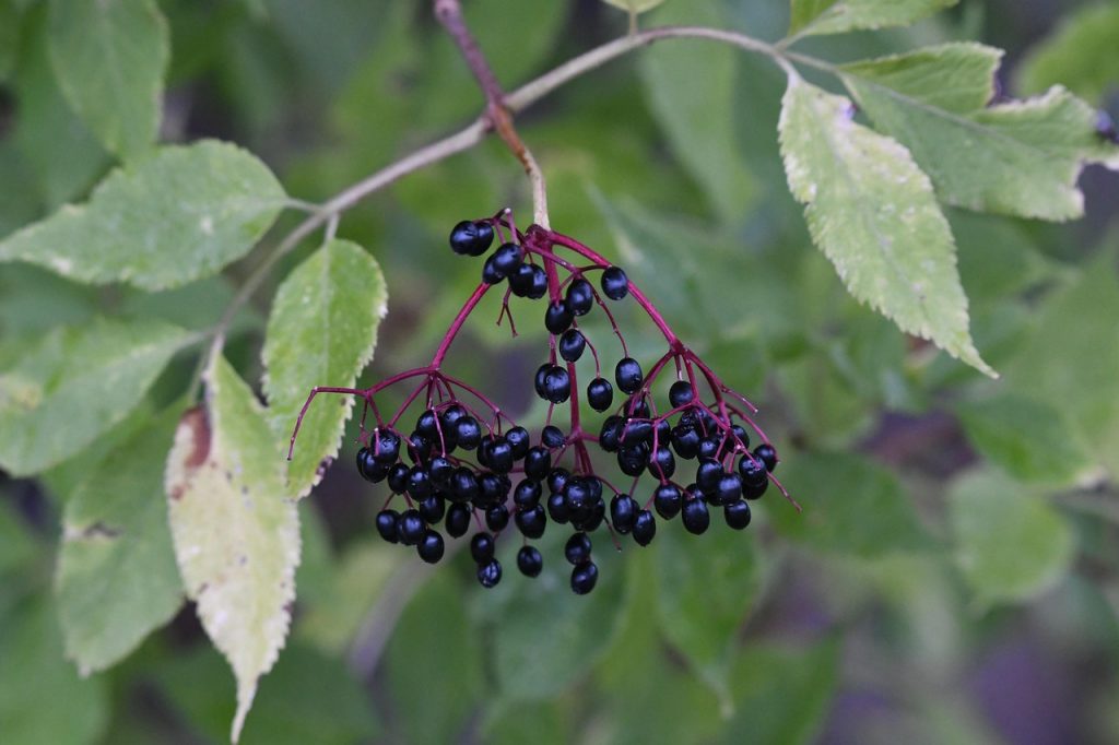 elderberry, elder, bush, flora, elderberry, elderberry, elderberry, elderberry, elderberry-4460304.jpg